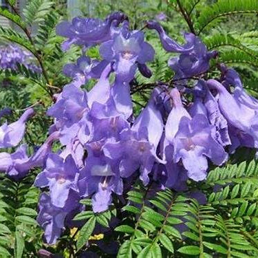 Un bellissimo albero di Jacaranda baciato dal sole al tramonto nel