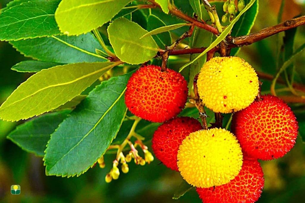 Corbezzolo Arbutus Unedo