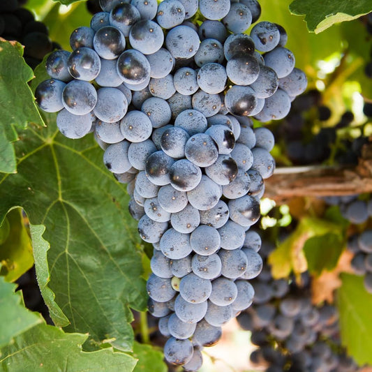 25 Barbatelle di uva nera da Vino, Piante innestate di I scelta, Piante certificate