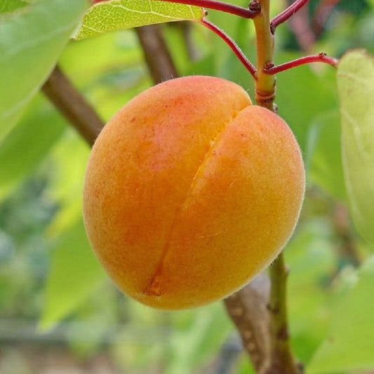 Piante di albicocca da frutto