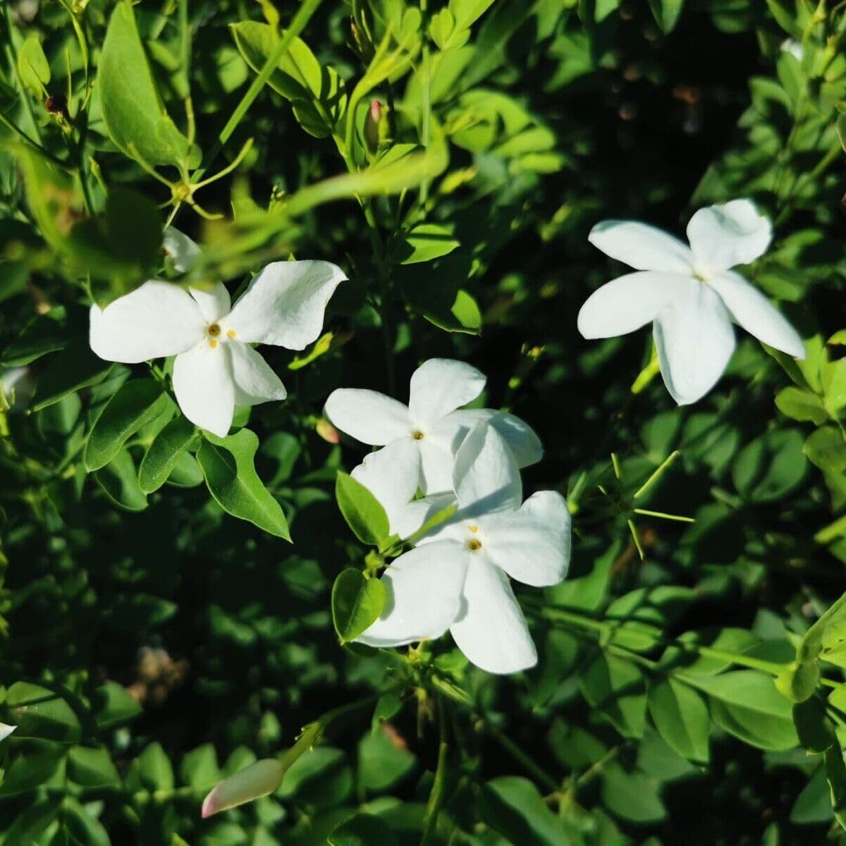 Gelsomino Siciliano, Jasminum officinale