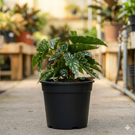 Begonia Maculata