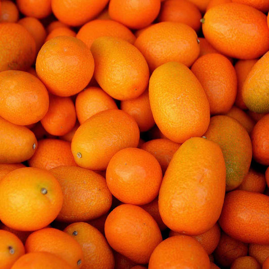 Pianta di Kumquat, mandarino cinese