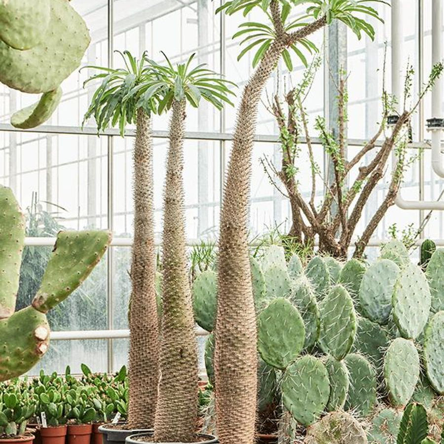 Pachypodium lamerei, Palma del Madagascar,