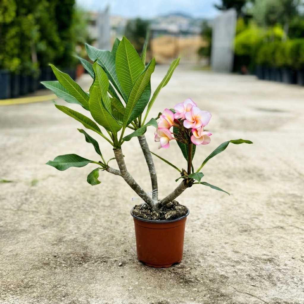 Pianta di Plumeria o Frangipani, vaso20, Fiori Profumati