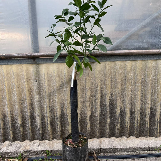 Pianta di Limone Rosso, Lemon Red H120-140cm