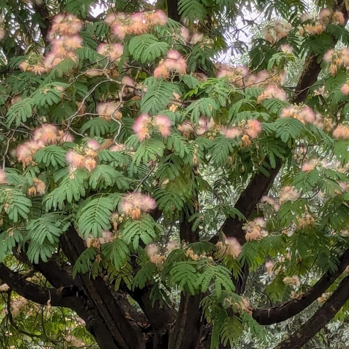 Albero di Albizia julibrissin