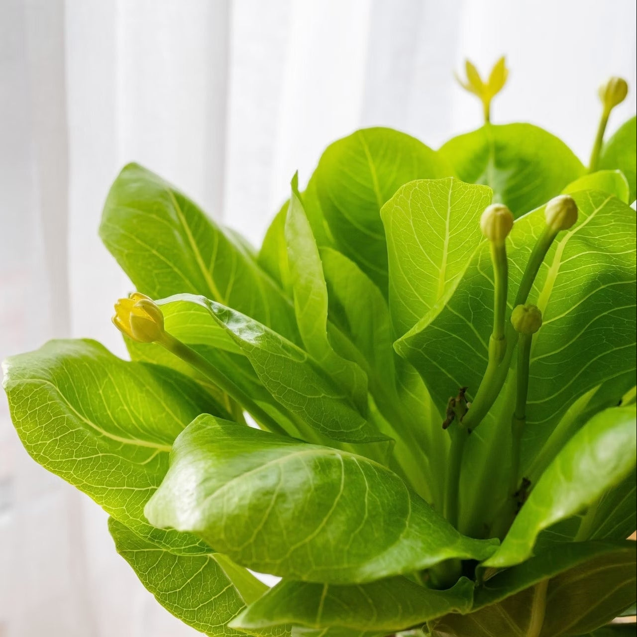 Brighamia Insignis, Palma Hawaiana