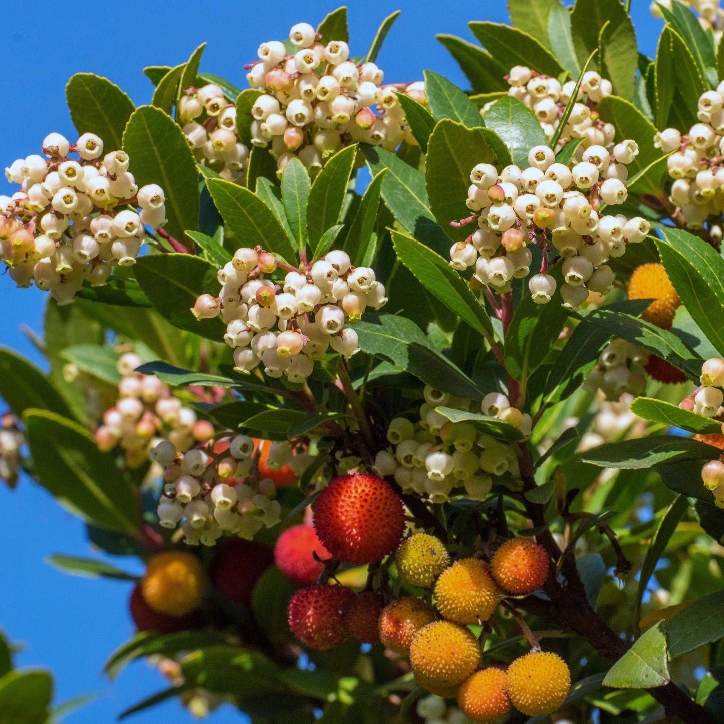 Pianta Di Corbezzolo, Arbutus Unedo