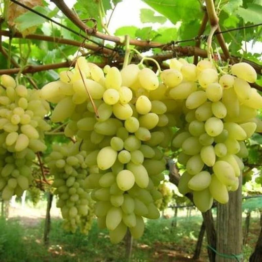 Barbatelle di uva da tavola, Piante di Vite a radice nuda di Prima scelta, Piante innestate.