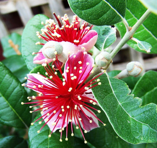 Pianta di Feijoa Sellowiana, Acca Sellowiana, Autofertile, guayabo del brasile