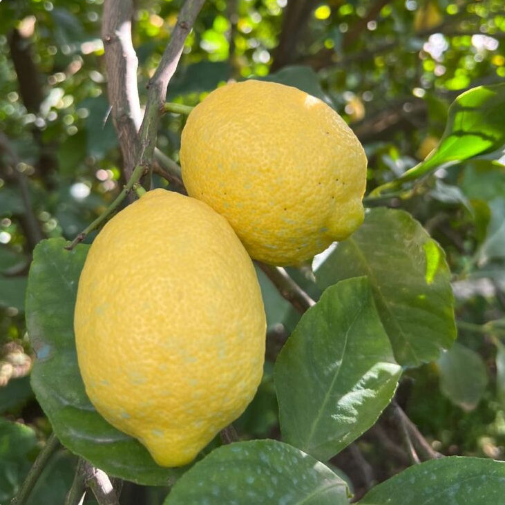 PIANTA DI LIMONE, CM 140/150, IN FITOCELLA