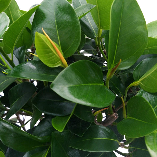 Ficus Australis, Bonsai di Ficus