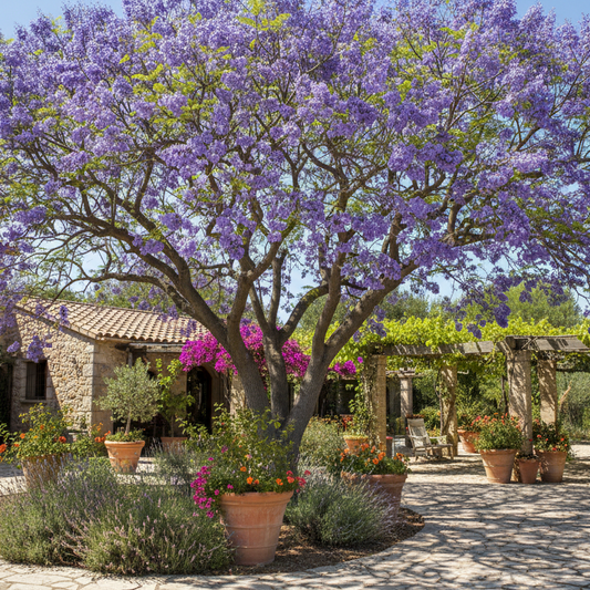 jacaranda