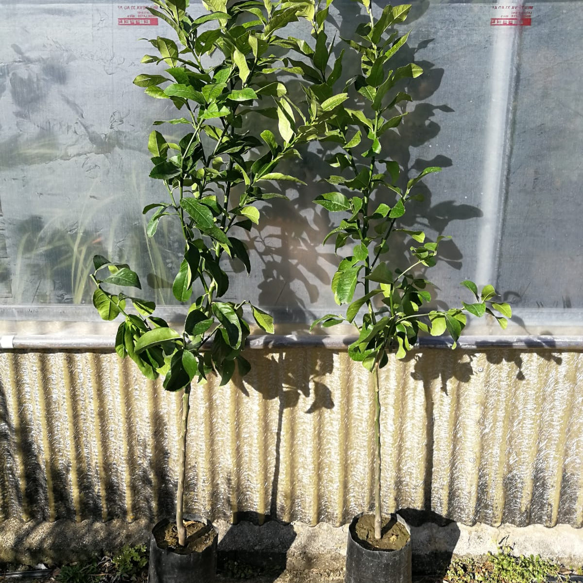 N. 40 PIANTE DI ULIVO LECCINO ALT.160 CM IN FITOCELLA Foto Reali Innestato 87332142 - Foto 8