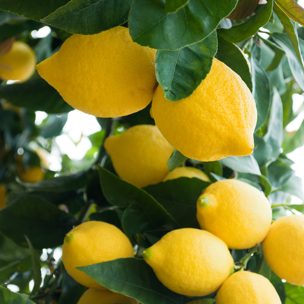 Pianta di Limone nano