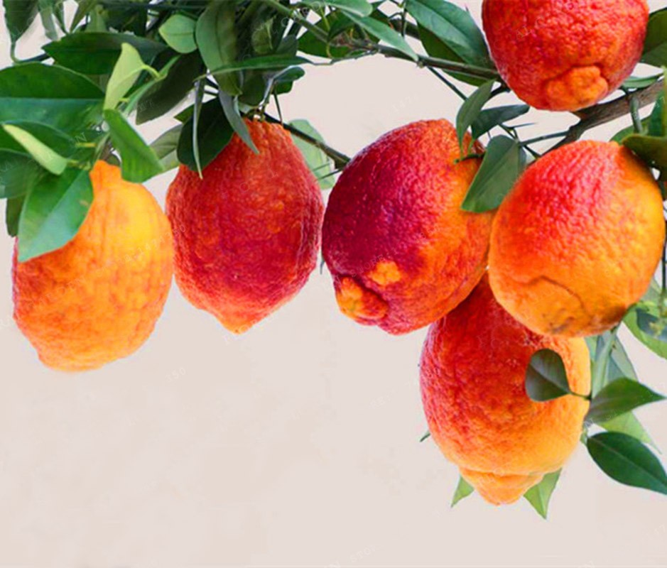 Pianta di Limone Rosso, Lemon Red H120-140cm