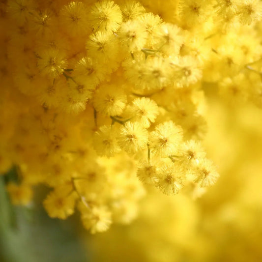 Albero di Mimosa