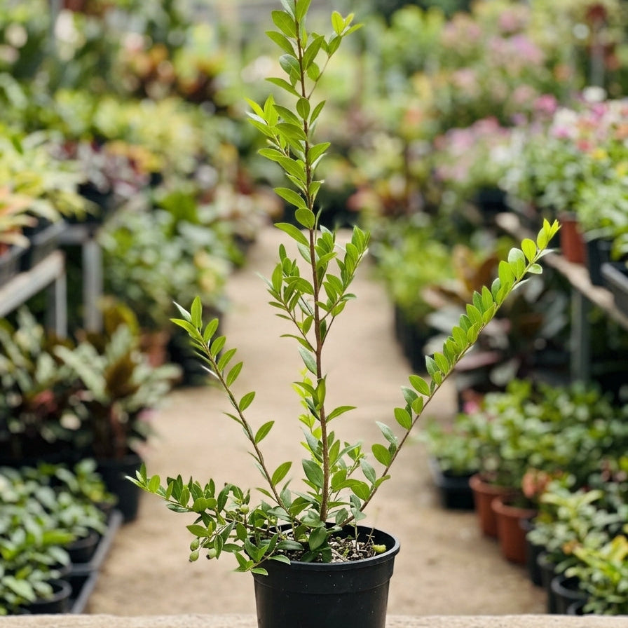 Pianta di Mirto Myrtus