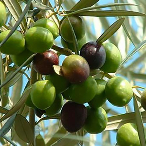 Pianta di ulivo, da olio o ornamentale