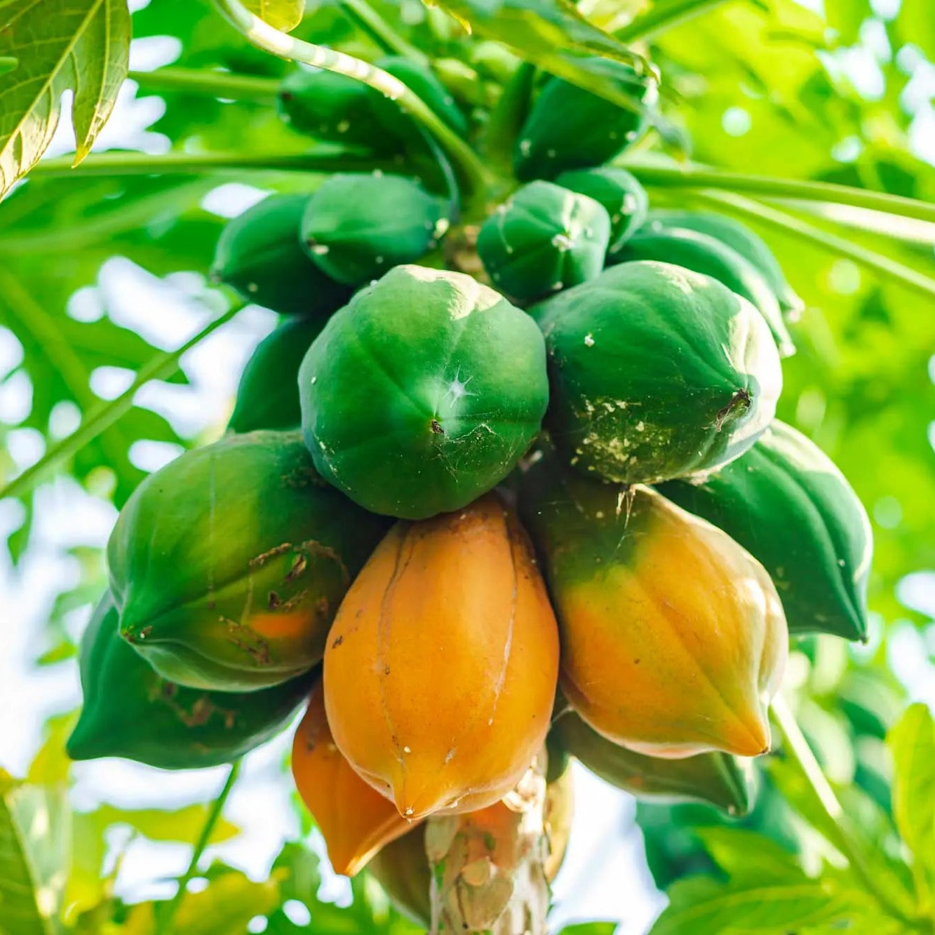 Pianta di Papaya Formosa, in vaso 17, H120CM