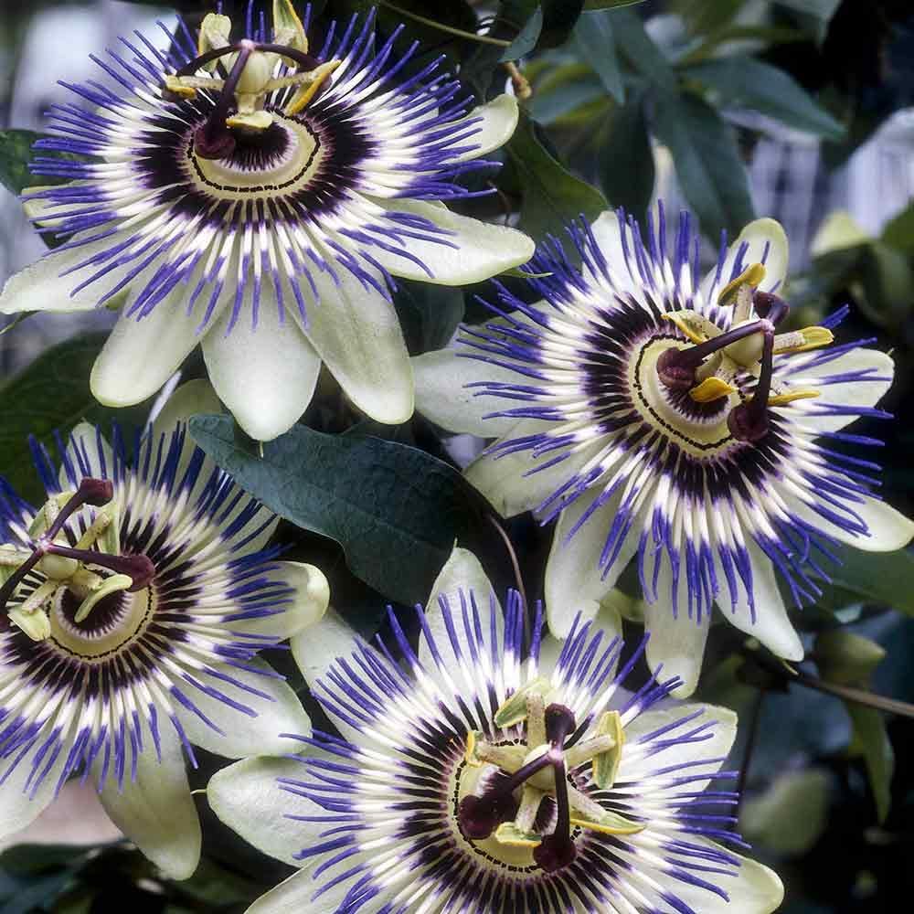 Pianta di Passiflora Caerulea
