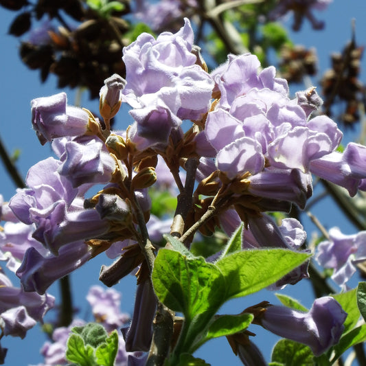 Paulownia Tomentosa