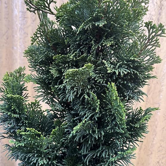 Chamaecyparis Obtusa Nana, Cipresso Nano in Vaso, Pianta Sempreverde da Giardino, Verde