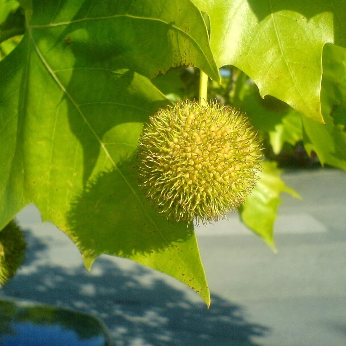 Pianta di Platanus x hibrid, Platano pianta