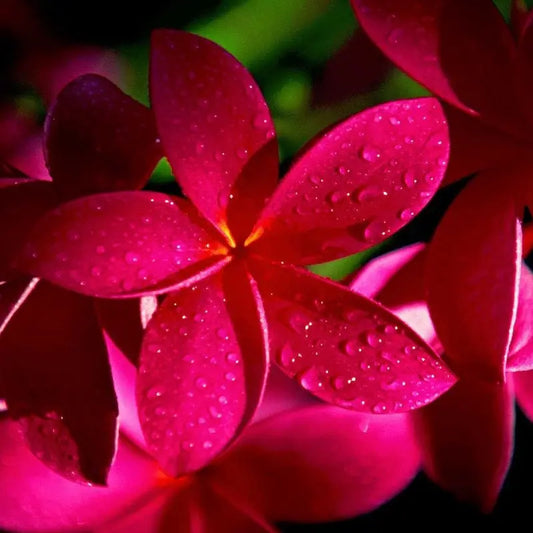 Pianta di Plumeria o Frangipani, vaso20, Fiori Profumati