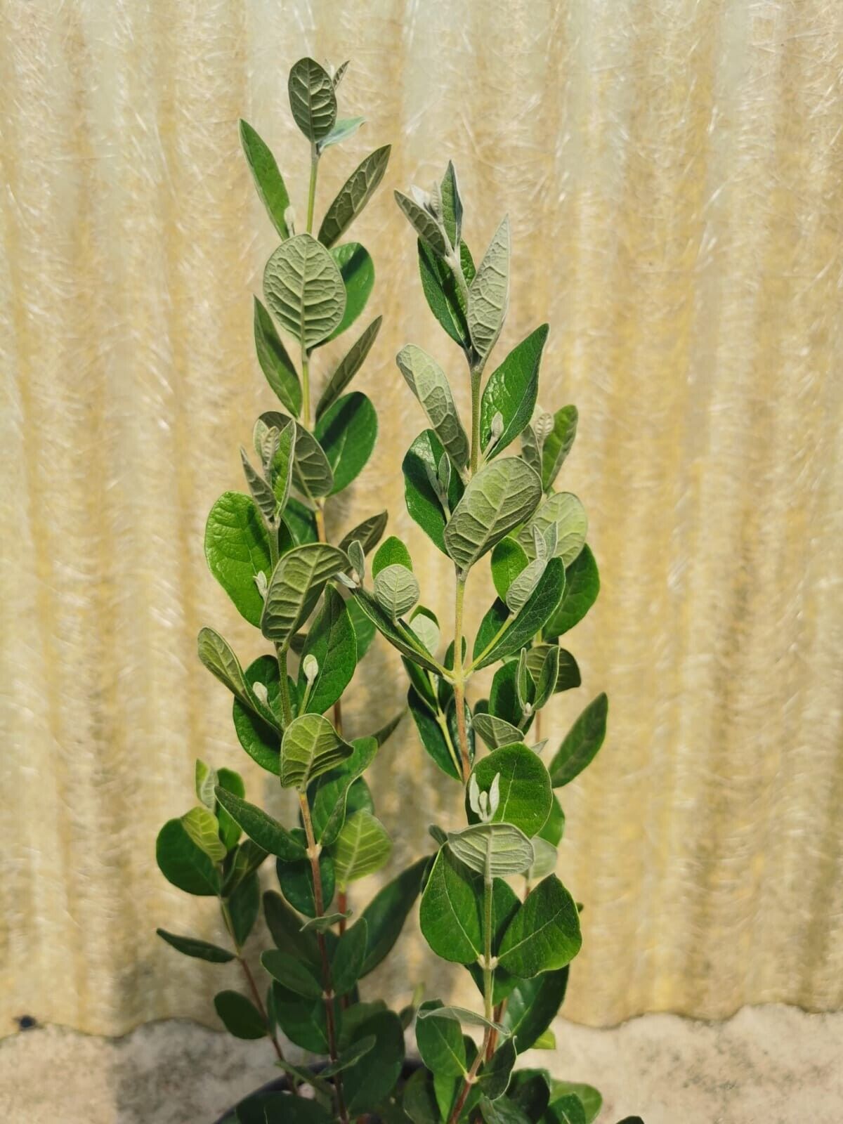 Pianta di Feijoa Sellowiana, Acca Sellowiana, Autofertile, guayabo del brasile