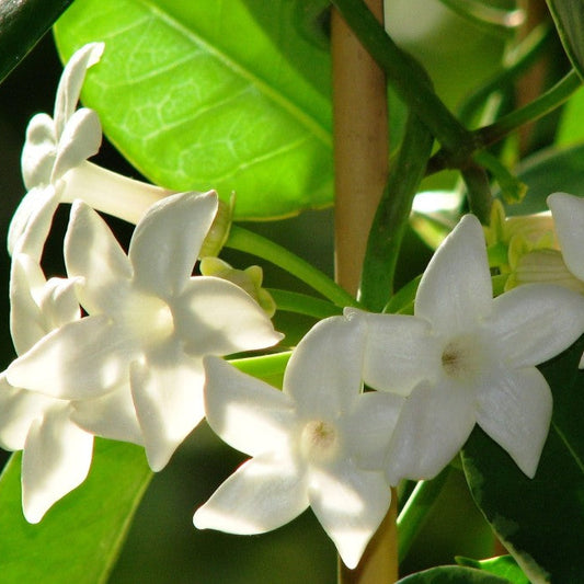 Gelsomino Stephanotis