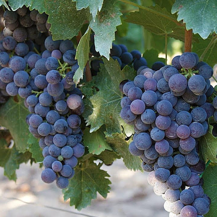 25 Barbatelle di uva nera da Vino, Piante innestate di I scelta, Piante certificate