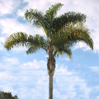 25 semi di Cocos Plumosa