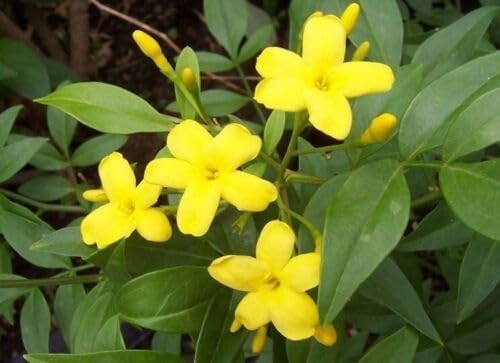 Gelsomino Giallo, Jasminum nudiflorum H150cm, pianta Gelsomino di San Giuseppe