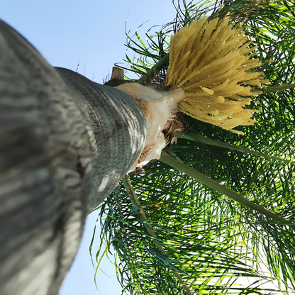 25 semi di Cocos Plumosa