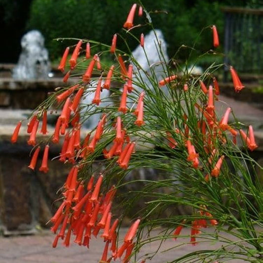 Russelia – Pianta di petardo, cespuglio ricadente fiorito. Vaso 16cm. Fiore Rosso-Giallo (Arancione-Rosso)