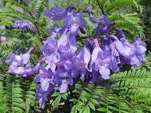 Albero di Jacaranda, Pianta vera, Fiore Viola, Jacaranda Mimosifolia. Astoni, alberatura. H120cm