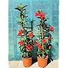 Dipladenia Sundaville vs20