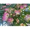 Albero di Albizia julibrissin, fiore rosa, albero ornamentale, piante vere, Astoni, alberature, H120cm