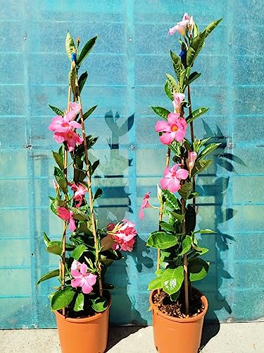 Dipladenia Sundaville vs20