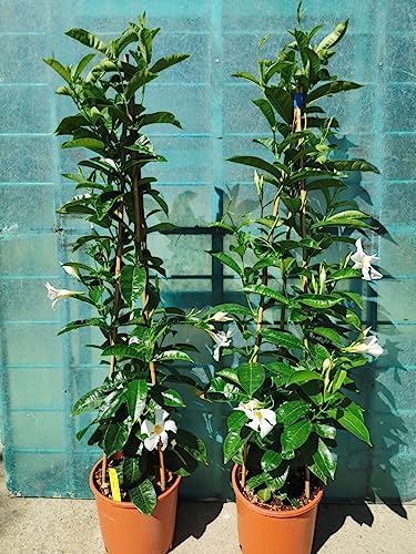 Dipladenia Sundaville vs20