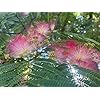 Albero di Albizia julibrissin, fiore rosa, albero ornamentale, piante vere, Astoni, alberature, H120cm