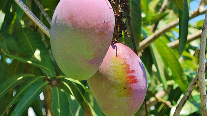 Pianta di Mango Mangifera Indica, H140CM