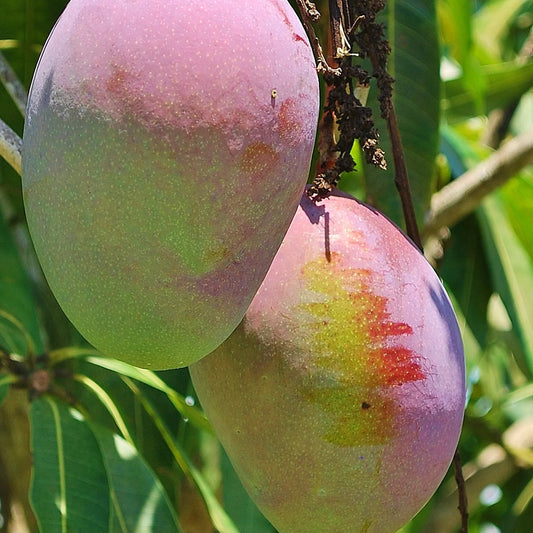 Pianta di Mango Mangifera Indica, H140CM