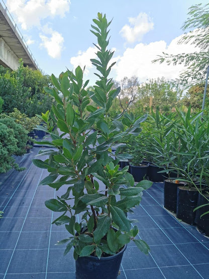 Corbezzolo Arbutus Unedo