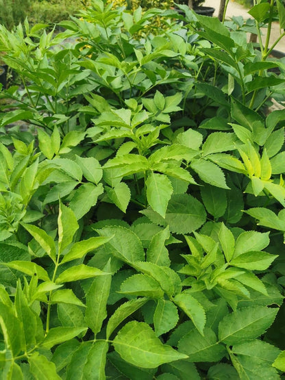 Pianta di sambuco (Sambucus nigra)