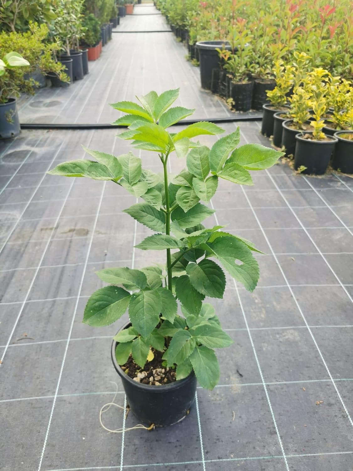 Pianta di sambuco (Sambucus nigra)