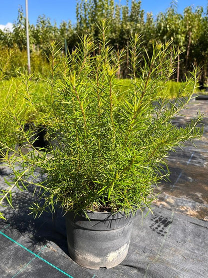 Grevillea rosmarinifolia