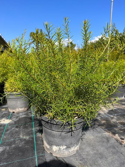 Grevillea rosmarinifolia